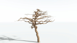 EVERYPlant Umbrella Thorn Acacia 1 --12 Models--