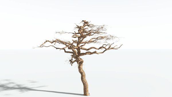 EVERYPlant Umbrella Thorn Acacia 1 --12 Models--