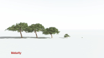 EVERYPlant Umbrella Thorn Acacia 1 --12 Models--
