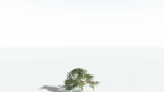 EVERYPlant Umbrella Thorn Acacia 1 --12 Models--
