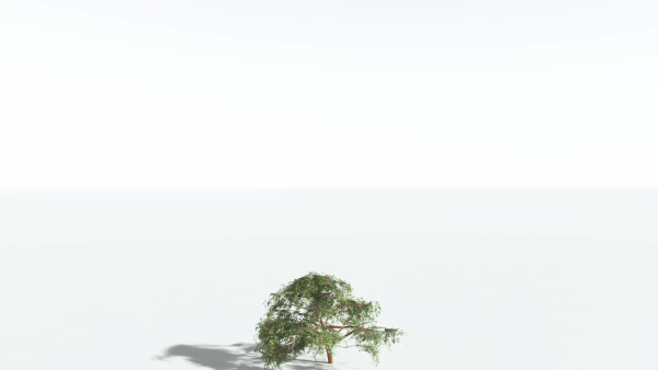 EVERYPlant Umbrella Thorn Acacia 1 --12 Models--