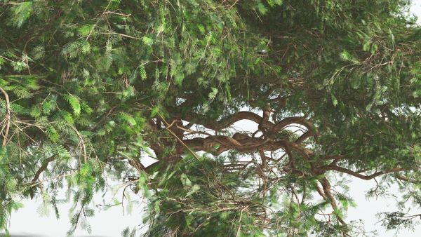 EVERYPlant Umbrella Thorn Acacia 1 --12 Models--