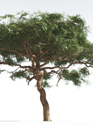 EVERYPlant Umbrella Thorn Acacia 1 --12 Models--
