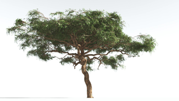 EVERYPlant Umbrella Thorn Acacia 1 --12 Models--