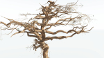 EVERYPlant Umbrella Thorn Acacia 1 --12 Models--
