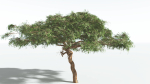 EVERYPlant Umbrella Thorn Acacia 1 --12 Models--