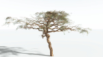 EVERYPlant Umbrella Thorn Acacia 1 --12 Models--