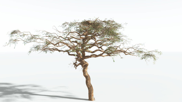 EVERYPlant Umbrella Thorn Acacia 1 --12 Models--