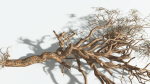 EVERYPlant Umbrella Thorn Acacia 1 --12 Models--