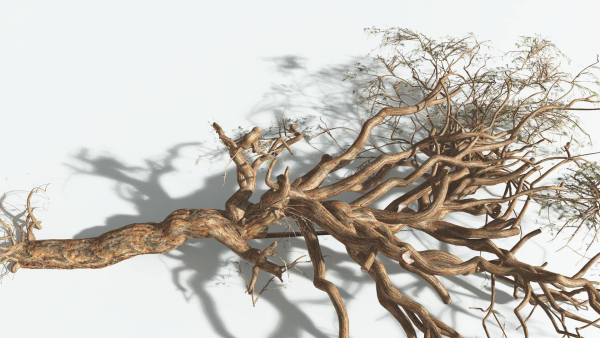 EVERYPlant Umbrella Thorn Acacia 1 --12 Models--