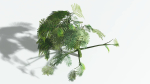 EVERYPlant Umbrella Thorn Acacia 1 --12 Models--