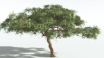 EVERYPlant Umbrella Thorn Acacia 1 --12 Models--