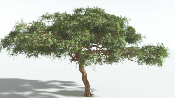 EVERYPlant Umbrella Thorn Acacia 1 --12 Models--