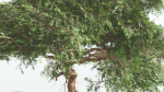 EVERYPlant Umbrella Thorn Acacia 1 --12 Models--