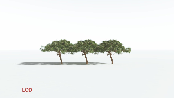 EVERYPlant Umbrella Thorn Acacia 1 --12 Models--