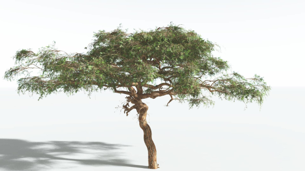 EVERYPlant Umbrella Thorn Acacia 1 --12 Models--