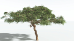EVERYPlant Umbrella Thorn Acacia 1 --12 Models--