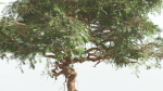 EVERYPlant Umbrella Thorn Acacia 1 --12 Models--