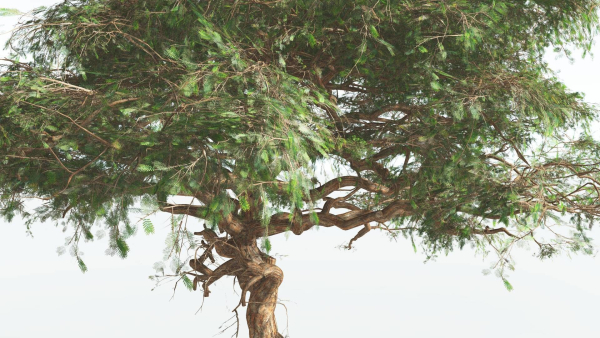 EVERYPlant Umbrella Thorn Acacia 1 --12 Models--