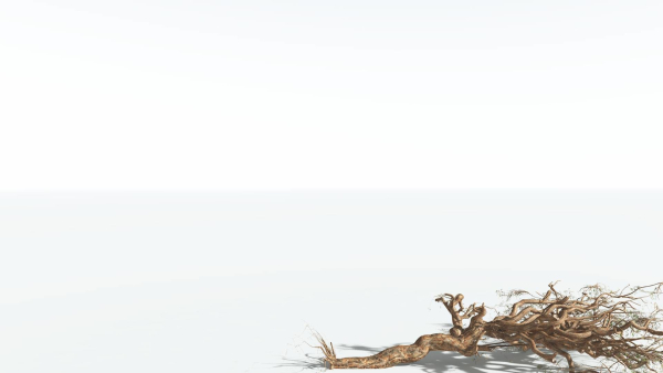 EVERYPlant Umbrella Thorn Acacia 1 --12 Models--