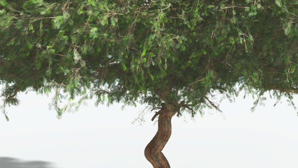 EVERYPlant Umbrella Thorn Acacia 2 --12 Models--