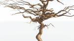 EVERYPlant Umbrella Thorn Acacia 2 --12 Models--