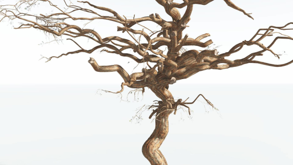 EVERYPlant Umbrella Thorn Acacia 2 --12 Models--