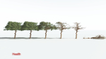 EVERYPlant Umbrella Thorn Acacia 2 --12 Models--