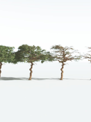 everyplant-umbrella-thorn-acacia-2-12-models-3d-model-2f18c2262e