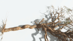 EVERYPlant Umbrella Thorn Acacia 2 --12 Models--