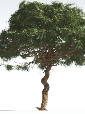 EVERYPlant Umbrella Thorn Acacia 2 --12 Models--