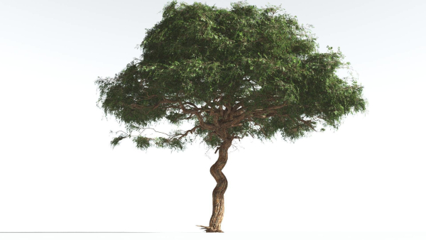 EVERYPlant Umbrella Thorn Acacia 2 --12 Models--