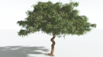 EVERYPlant Umbrella Thorn Acacia 2 --12 Models--