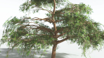 EVERYPlant Umbrella Thorn Acacia 2 --12 Models--