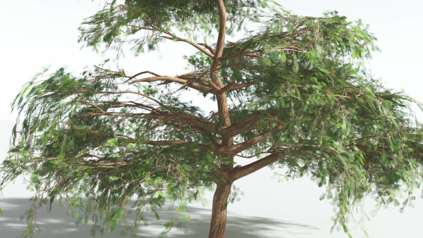 EVERYPlant Umbrella Thorn Acacia 2 --12 Models--