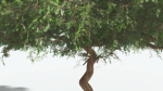EVERYPlant Umbrella Thorn Acacia 2 --12 Models--