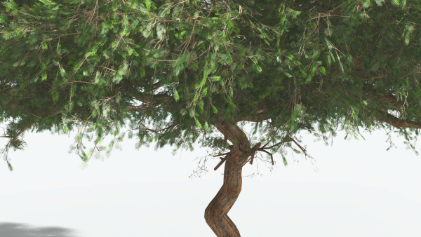 EVERYPlant Umbrella Thorn Acacia 2 --12 Models--