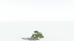 EVERYPlant Umbrella Thorn Acacia 2 --12 Models--