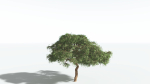 EVERYPlant Umbrella Thorn Acacia 2 --12 Models--