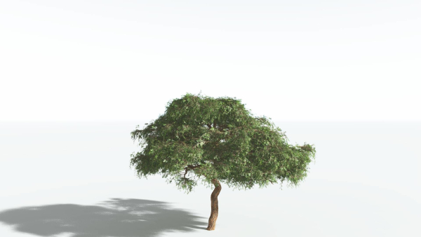 EVERYPlant Umbrella Thorn Acacia 2 --12 Models--