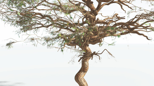 EVERYPlant Umbrella Thorn Acacia 2 --12 Models--