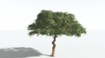 EVERYPlant Umbrella Thorn Acacia 2 --12 Models--