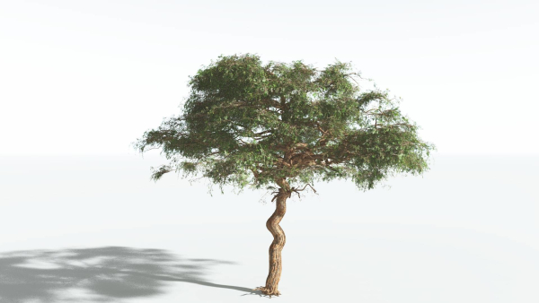 EVERYPlant Umbrella Thorn Acacia 2 --12 Models--