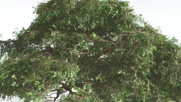 EVERYPlant Umbrella Thorn Acacia 2 --12 Models--
