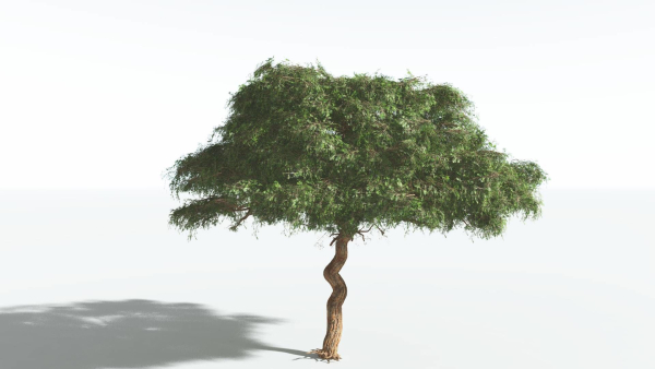 EVERYPlant Umbrella Thorn Acacia 2 --12 Models--