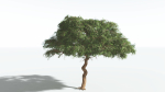 EVERYPlant Umbrella Thorn Acacia 2 --12 Models--