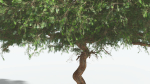 EVERYPlant Umbrella Thorn Acacia 2 --12 Models--