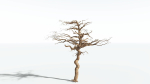 EVERYPlant Umbrella Thorn Acacia 2 --12 Models--