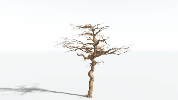 EVERYPlant Umbrella Thorn Acacia 2 --12 Models--