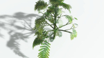EVERYPlant Umbrella Thorn Acacia 2 --12 Models--